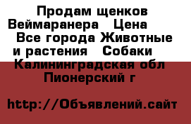 Продам щенков Веймаранера › Цена ­ 30 - Все города Животные и растения » Собаки   . Калининградская обл.,Пионерский г.